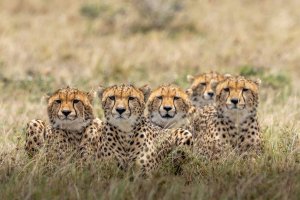 Cheetahs