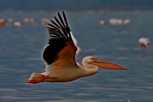 Lake-Nakuru