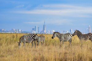 Nairobi-National-Park